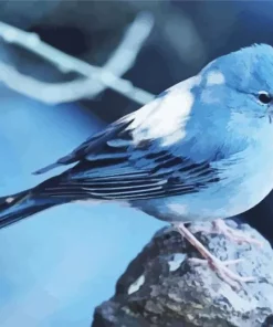 Blue Canary Diamond Painting