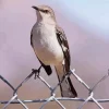 Mockingbird Diamond Painting