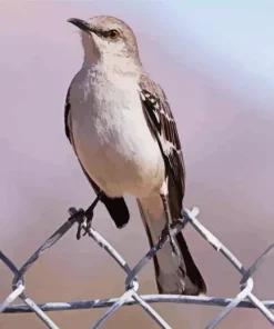 Mockingbird Diamond Painting