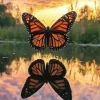 Monarch Butterfly Reflection Diamond Painting