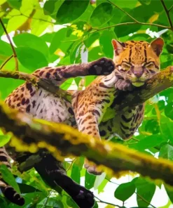 Oncilla Cat Tiger Diamond Painting