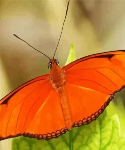 Orange and Brown Butterfly Diamond Painting