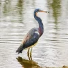 Tricolored Heron Diamond Painting