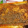Aesthetic Honey Bee Hive Diamond Painting