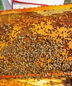 Aesthetic Honey Bee Hive Diamond Painting