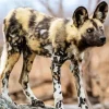 African Wild Dog Diamond Painting