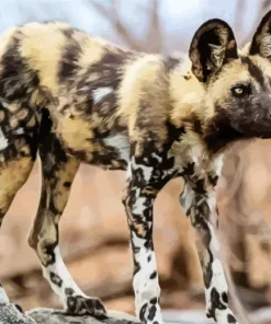 African Wild Dog Diamond Painting