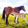 Baby And Mama Horse Diamond Painting
