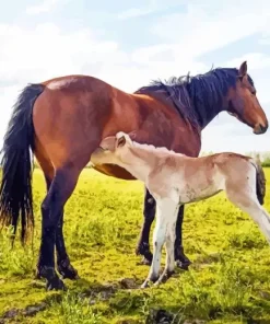 Baby And Mama Horse Diamond Painting
