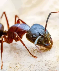 Black Ant Insect Diamond Painting