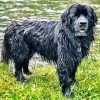 Black Newfoundland Dog Diamond Painting