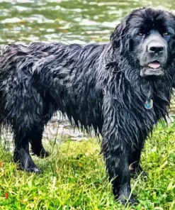 Black Newfoundland Dog Diamond Painting