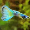Blue Moscow Guppy Diamond Painting