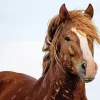 Brown Mustang Horse Diamond Painting