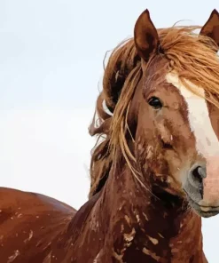 Brown Mustang Horse Diamond Painting