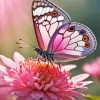 Butterfly On Pink Flower Diamond Painting