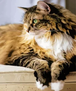 Calico Cat Long Hair Diamond Painting