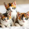 Calico Kittens Diamond Painting