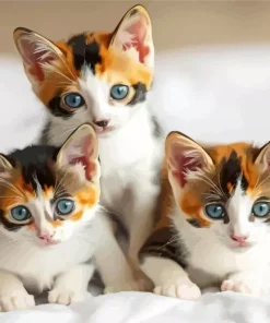 Calico Kittens Diamond Painting
