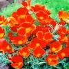 California Poppy Red Chief Diamond Painting