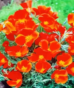 California Poppy Red Chief Diamond Painting