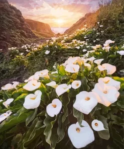 Calla Lily Valley Diamond Painting
