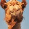 Camel Face Diamond Painting