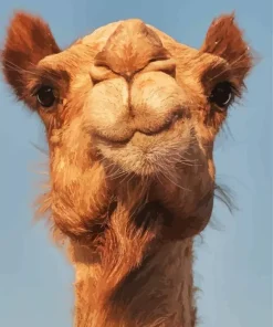 Camel Face Diamond Painting
