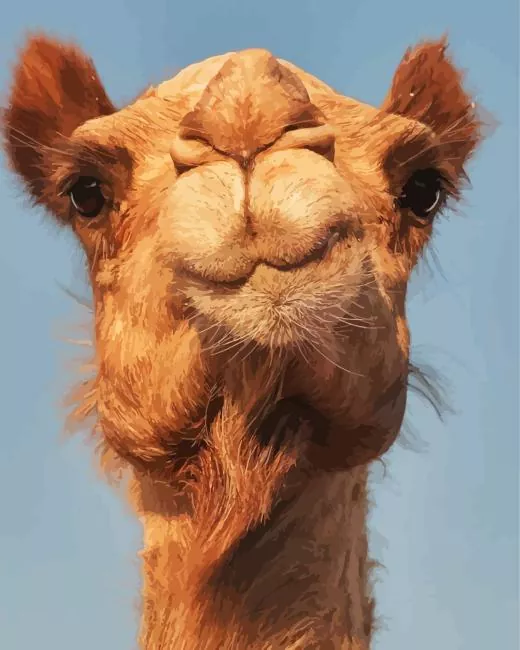 camel face painting by number Camel Face Diamond Painting