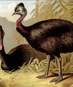 Cassowary Birds Diamond Painting