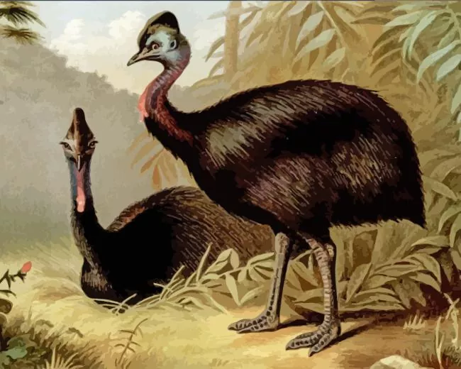 cassowary birds Diamond Dotz Cassowary Birds Diamond Painting