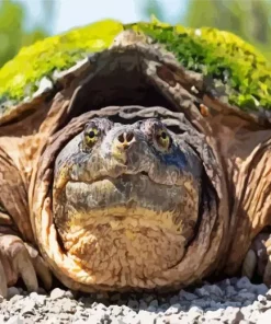 Cute Common Snapping Turtle Diamond Painting