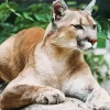 Cougar Mountain Lion Diamond Painting