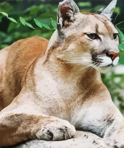 Cougar Mountain Lion Diamond Painting
