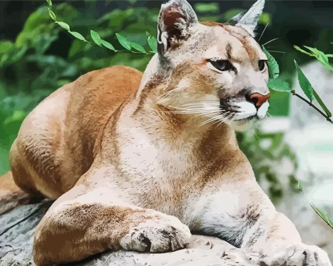 cougar mountain lion Diamond by Numbers Cougar Mountain Lion Diamond Painting