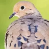 Cute Mourning Dove Diamond Painting