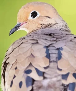 Cute Mourning Dove Diamond Painting