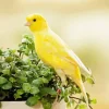 Domestic Canary Diamond Painting