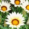 Gazania White Flowers Diamond Painting