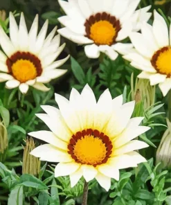 Gazania White Flowers Diamond Painting