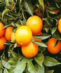 Green Leaves Orange Tree Diamond Painting