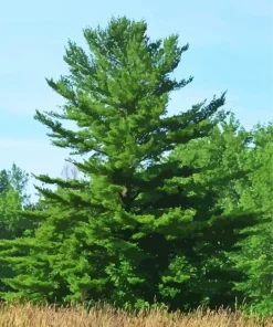 Green Pine Tree Diamond Painting