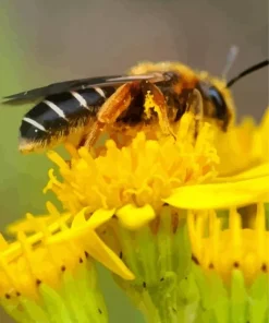 Legged Furrow Bee Diamond Painting