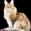 Maine Coon Cat Diamond Painting