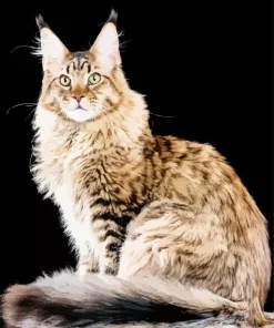 Maine Coon Cat Diamond Painting