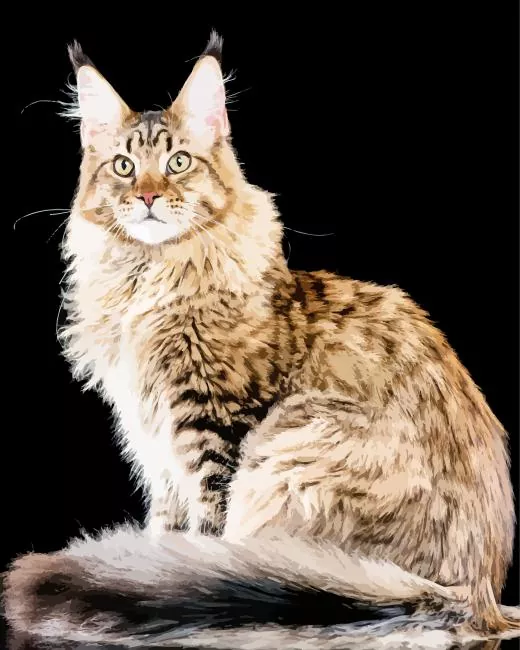 maine coon cat Diamond By Numbers Maine Coon Cat Diamond Painting