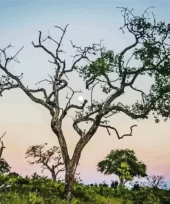 Manketti Tree Diamond Painting
