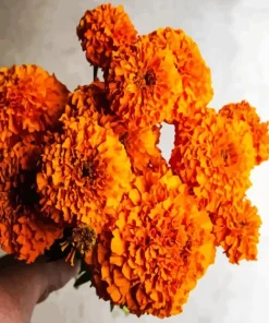 Marigold Flowers Diamond Painting