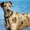 Merle Great Dane Diamond Painting