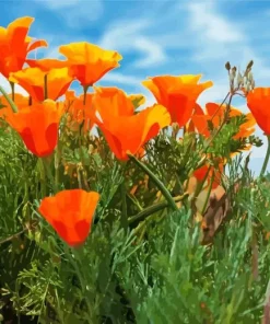 Mexican Gold Poppies Diamond Painting